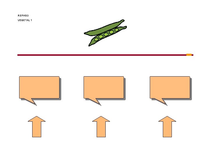 REPASO VEGETAL 1 