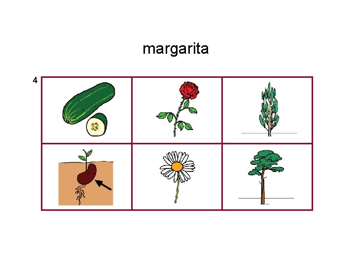 margarita 4 