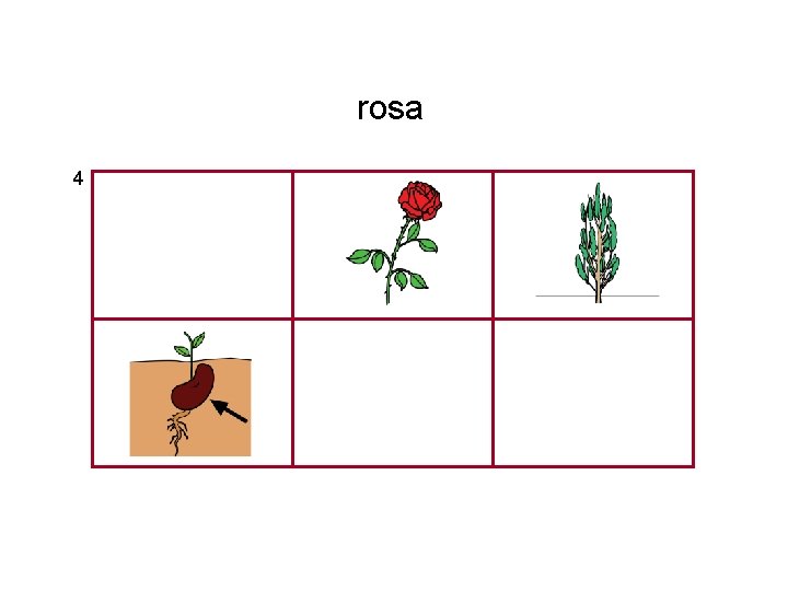 rosa 4 