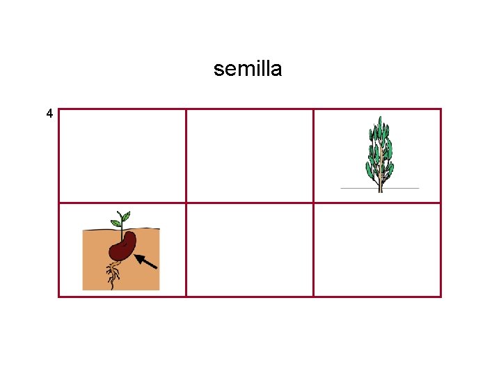 semilla 4 