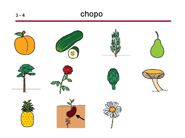 3 -4 chopo 