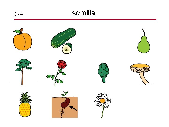 3 -4 semilla 