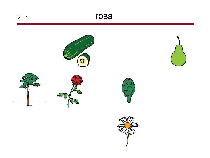 3 -4 rosa 