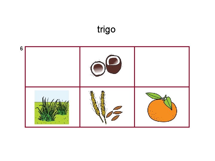 trigo 6 