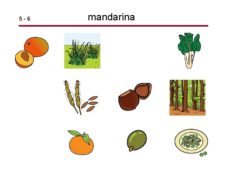 5 -6 mandarina 