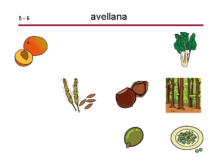 5 -6 avellana 