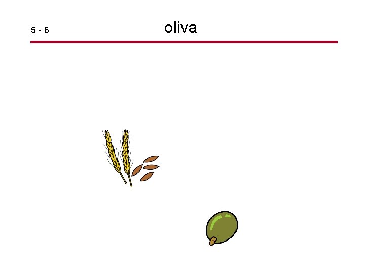 5 -6 oliva 
