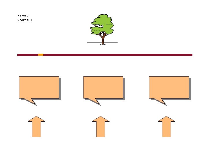 REPASO VEGETAL 1 