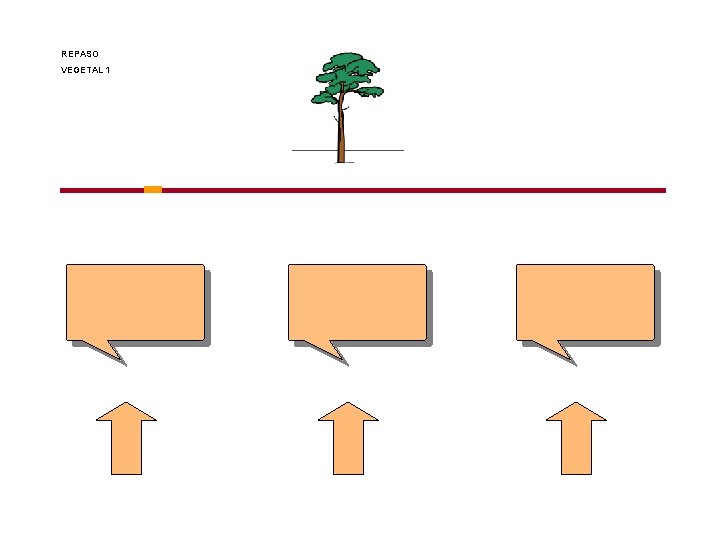 REPASO VEGETAL 1 