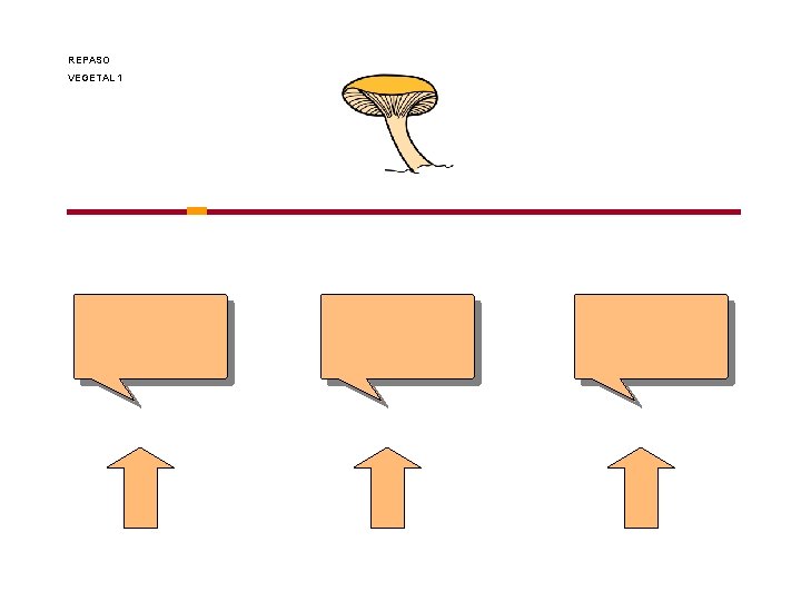 REPASO VEGETAL 1 
