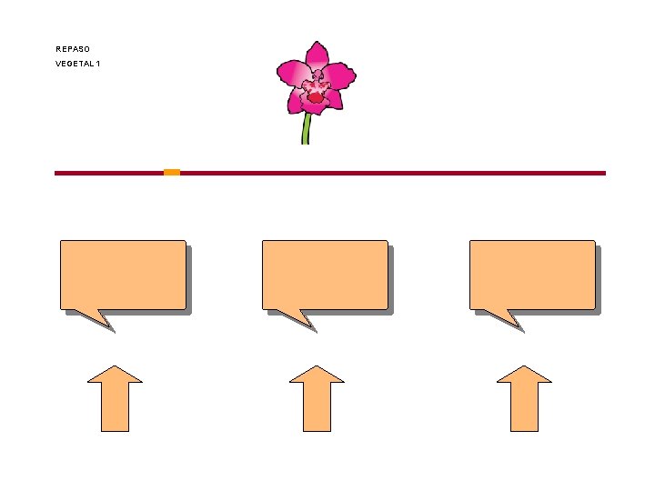 REPASO VEGETAL 1 