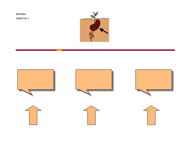 REPASO VEGETAL 1 