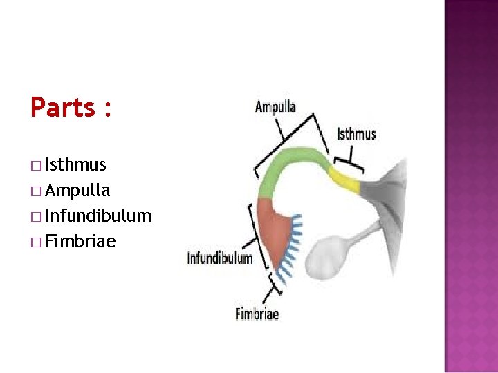 Parts : � Isthmus � Ampulla � Infundibulum � Fimbriae 