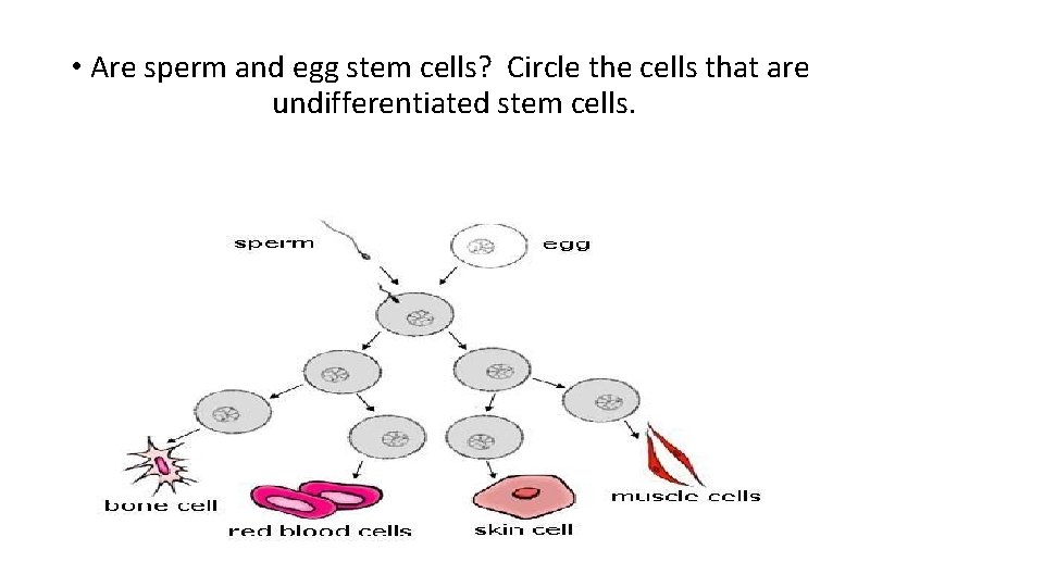  • Are sperm and egg stem cells? Circle the cells that are undifferentiated