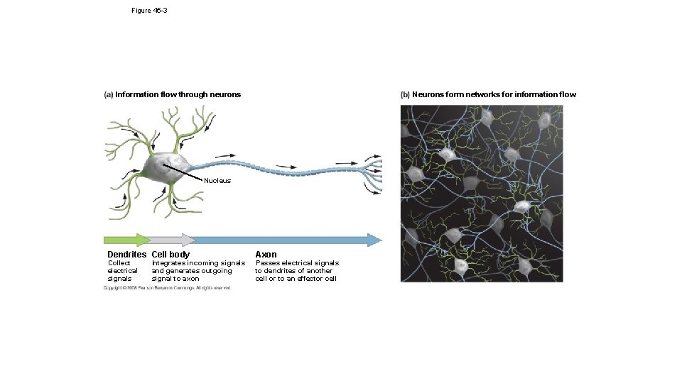 Figure 45 -3 Information flow through neurons Neurons form networks for information flow Nucleus