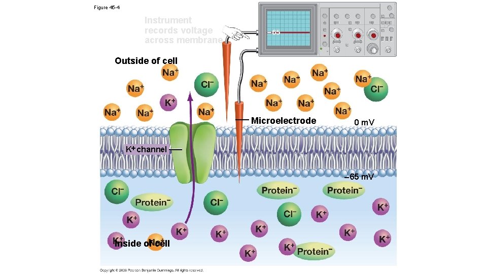 Figure 45 -4 Instrument records voltage across membrane Outside of cell Microelectrode 0 m.