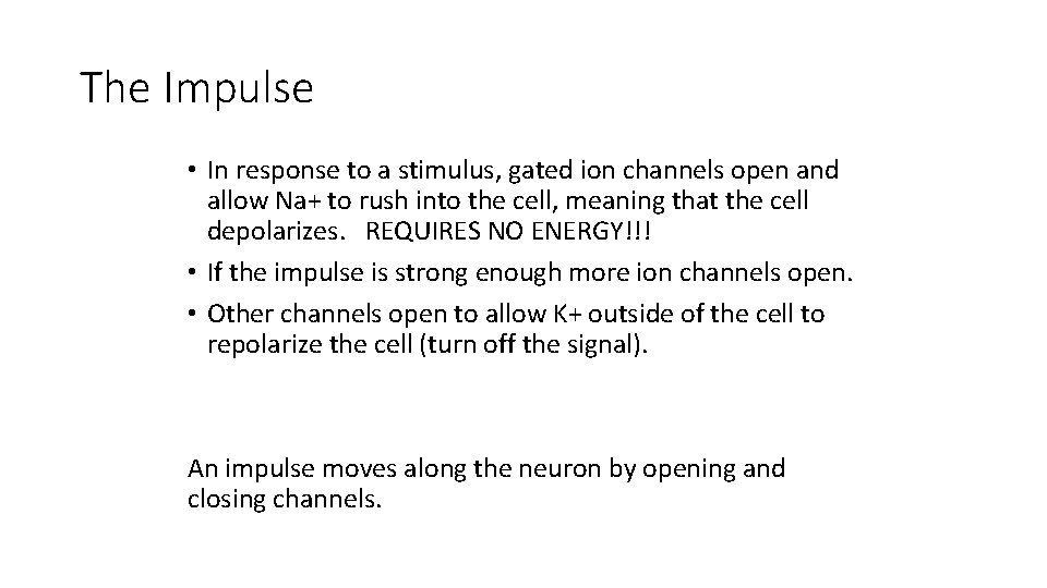 The Impulse • In response to a stimulus, gated ion channels open and allow