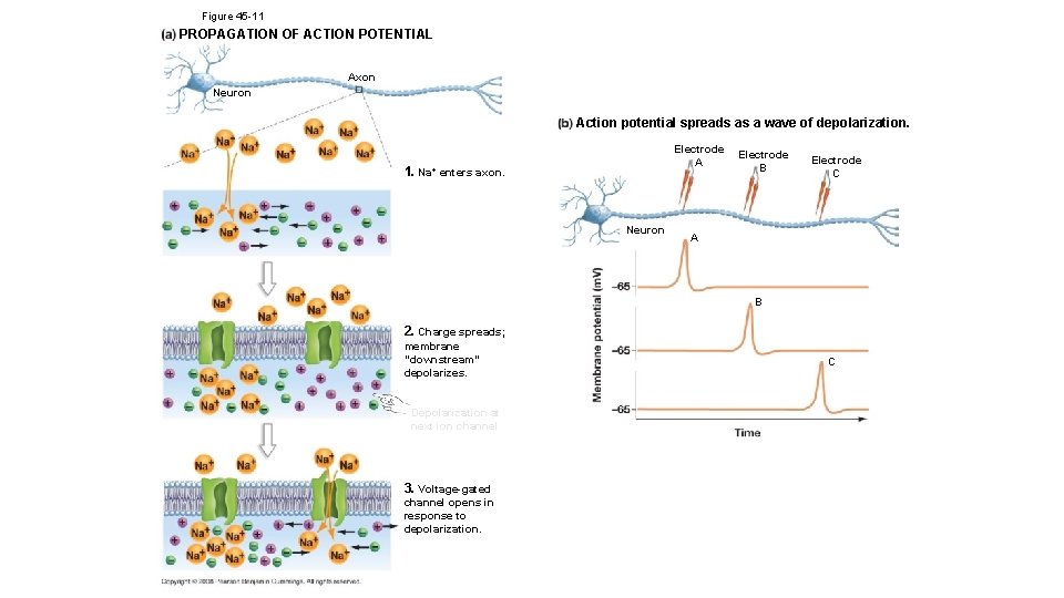 Figure 45 -11 PROPAGATION OF ACTION POTENTIAL Axon Neuron Action potential spreads as a