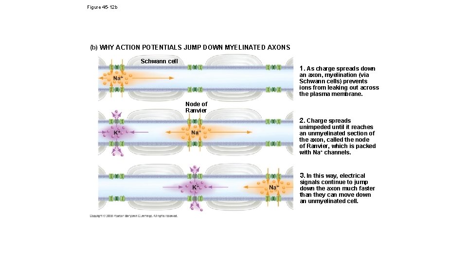 Figure 45 -12 b WHY ACTION POTENTIALS JUMP DOWN MYELINATED AXONS Schwann cell 1.