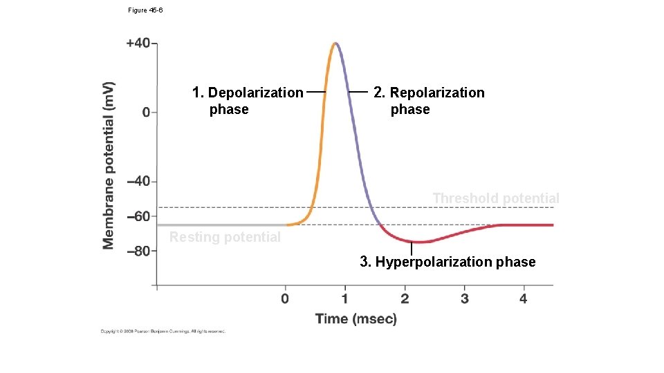 Figure 45 -6 1. Depolarization phase 2. Repolarization phase Threshold potential Resting potential 3.