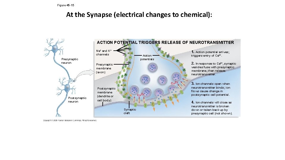 Figure 45 -15 At the Synapse (electrical changes to chemical): ACTION POTENTIAL TRIGGERS RELEASE