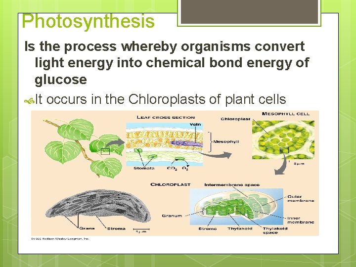Photosynthesis Is the process whereby organisms convert light energy into chemical bond energy of