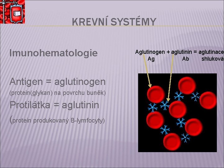 KREVNÍ SYSTÉMY Imunohematologie Antigen = aglutinogen (protein(glykan) na povrchu buněk) Protilátka = aglutinin (protein