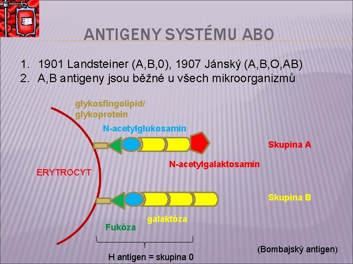 ANTIGENY SYSTÉMU ABO 1. 1901 Landsteiner (A, B, 0), 1907 Jánský (A, B, O,