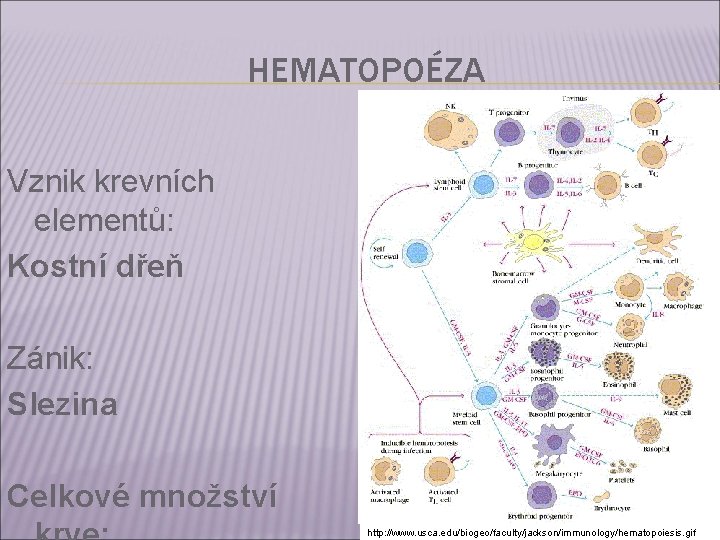 HEMATOPOÉZA Vznik krevních elementů: Kostní dřeň Zánik: Slezina Celkové množství http: //www. usca. edu/biogeo/faculty/jackson/immunology/hematopoiesis.