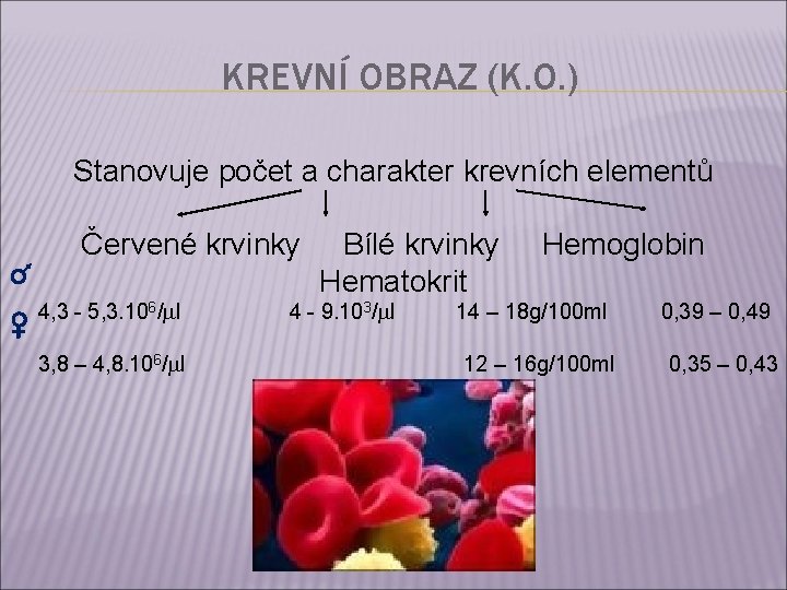 KREVNÍ OBRAZ (K. O. ) Stanovuje počet a charakter krevních elementů Červené krvinky 4,