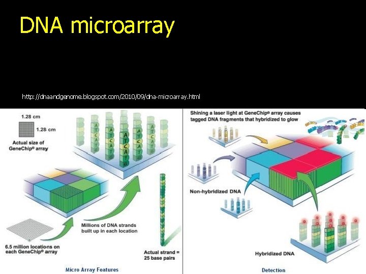 DNA microarray http: //dnaandgenome. blogspot. com/2010/09/dna-microarray. html 