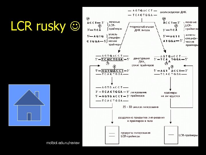 LCR rusky molbiol. edu. ru/review 