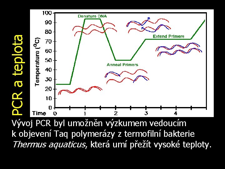 PCR a teplota Vývoj PCR byl umožněn výzkumem vedoucím k objevení Taq polymerázy z