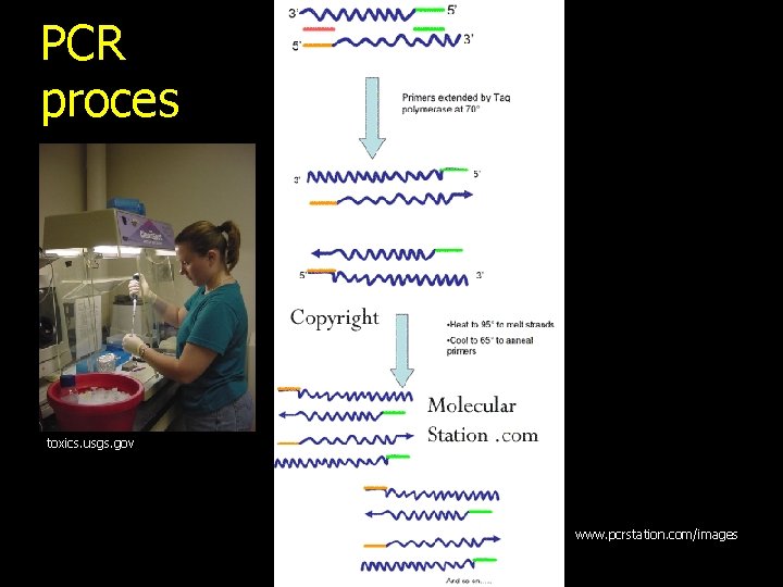 PCR proces toxics. usgs. gov www. pcrstation. com/images 