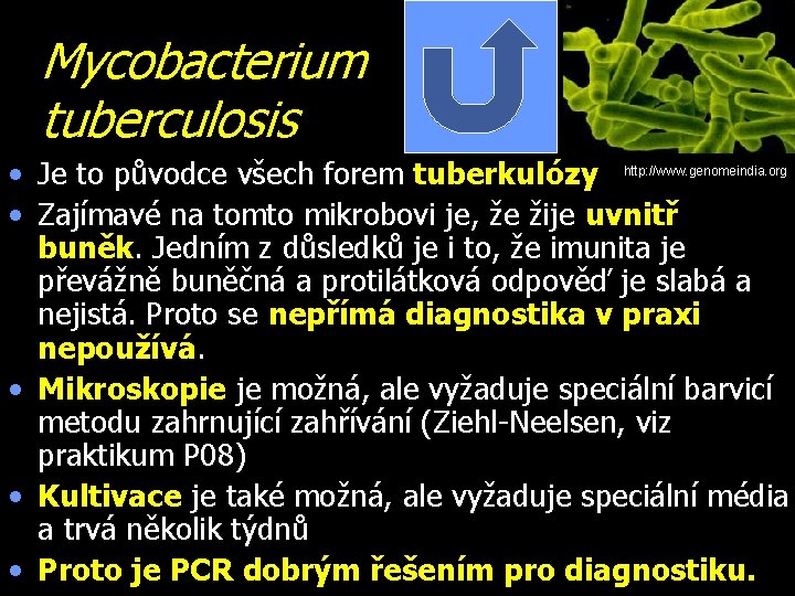 Mycobacterium tuberculosis • Je to původce všech forem tuberkulózy http: //www. genomeindia. org •