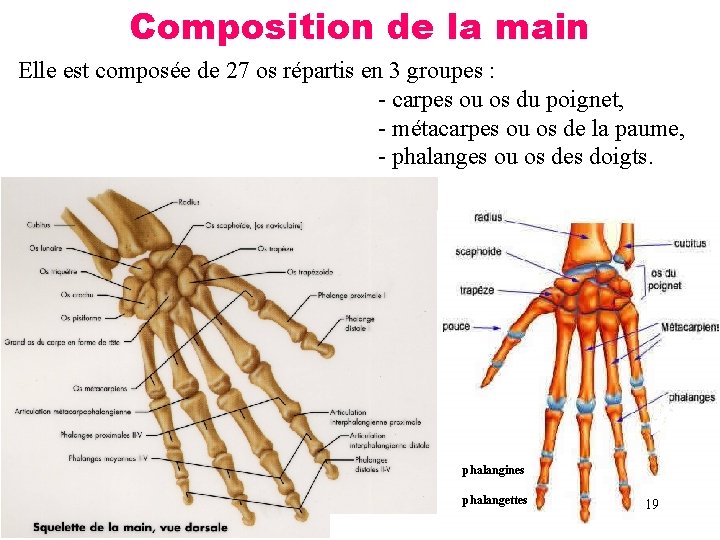 Composition de la main Elle est composée de 27 os répartis en 3 groupes