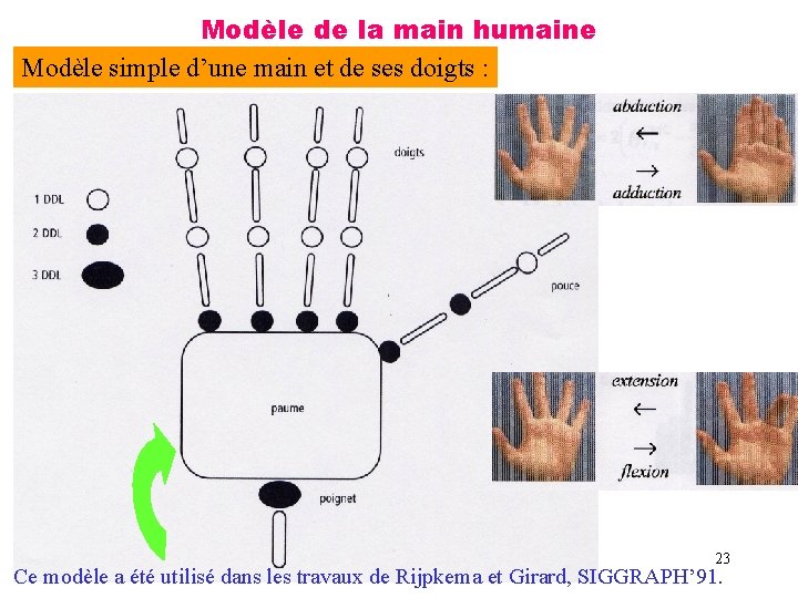 Modèle de la main humaine Modèle simple d’une main et de ses doigts :