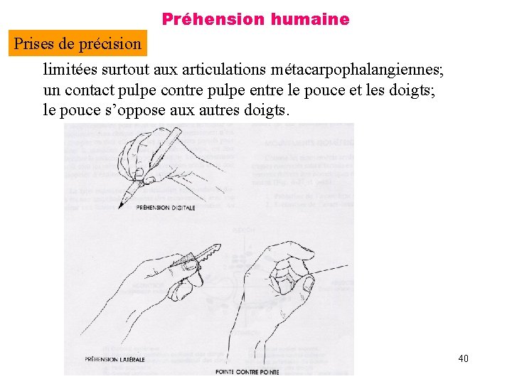 Préhension humaine Prises de précision limitées surtout aux articulations métacarpophalangiennes; un contact pulpe contre