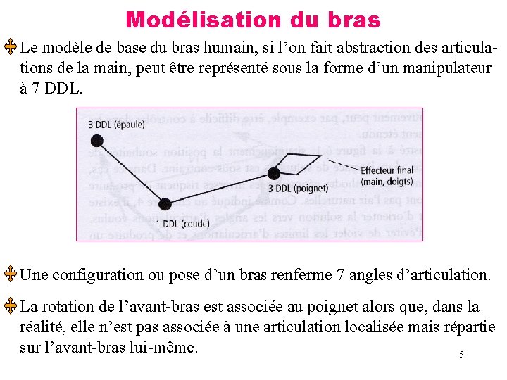 Modélisation du bras Le modèle de base du bras humain, si l’on fait abstraction