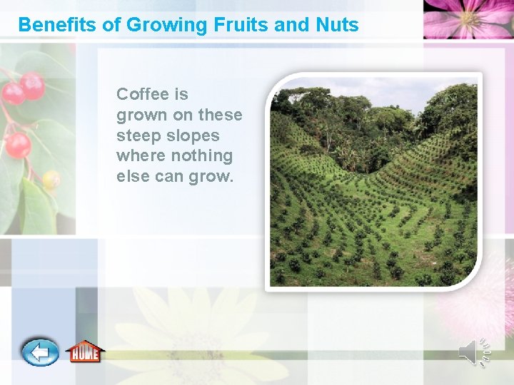 Benefits of Growing Fruits and Nuts Coffee is grown on these steep slopes where