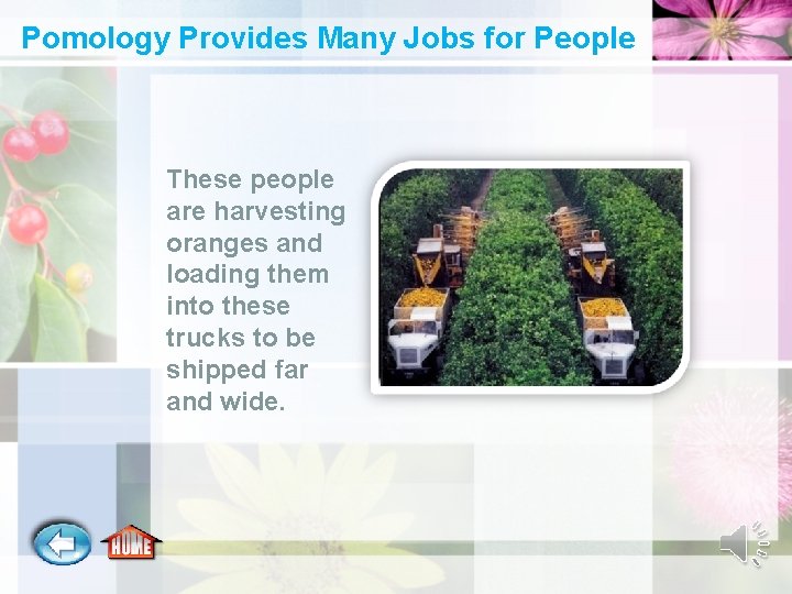 Pomology Provides Many Jobs for People These people are harvesting oranges and loading them