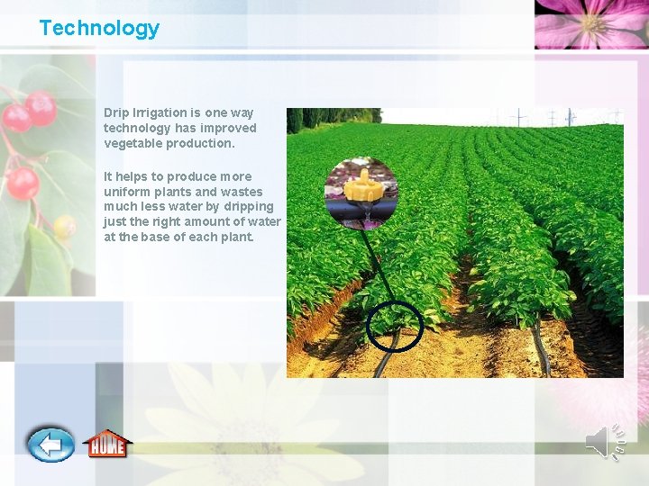Technology Drip Irrigation is one way technology has improved vegetable production. It helps to