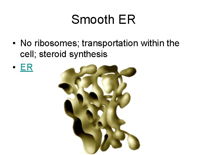 Smooth ER • No ribosomes; transportation within the cell; steroid synthesis • ER Smooth ER • No ribosomes; transportation within the cell; steroid synthesis • ER