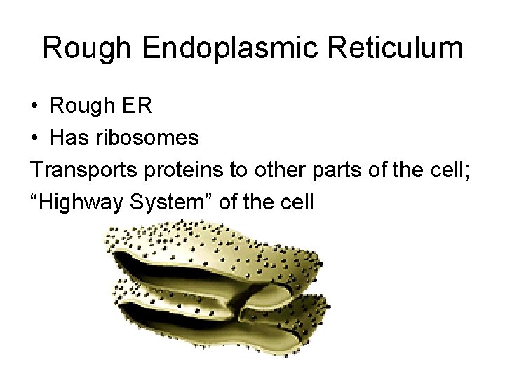 Rough Endoplasmic Reticulum • Rough ER • Has ribosomes Transports proteins to other parts Rough Endoplasmic Reticulum • Rough ER • Has ribosomes Transports proteins to other parts