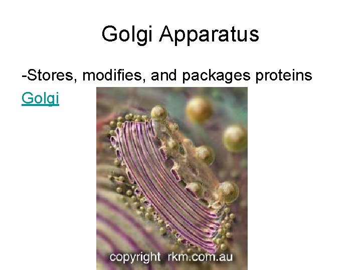 Golgi Apparatus -Stores, modifies, and packages proteins Golgi Golgi Apparatus -Stores, modifies, and packages proteins Golgi