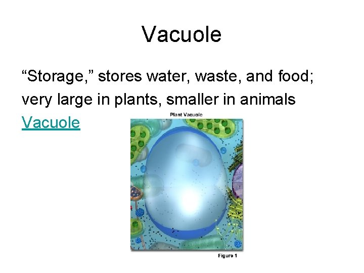 Vacuole “Storage, ” stores water, waste, and food; very large in plants, smaller in Vacuole “Storage, ” stores water, waste, and food; very large in plants, smaller in