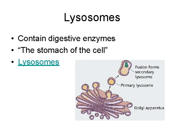 Lysosomes • Contain digestive enzymes • “The stomach of the cell” • Lysosomes Lysosomes • Contain digestive enzymes • “The stomach of the cell” • Lysosomes