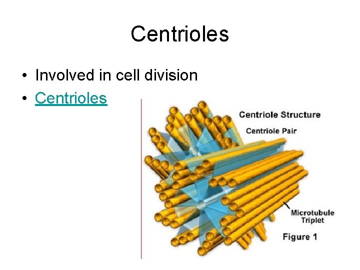 Centrioles • Involved in cell division • Centrioles Centrioles • Involved in cell division • Centrioles