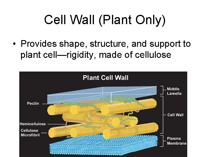 Cell Wall (Plant Only) • Provides shape, structure, and support to plant cell—rigidity, made Cell Wall (Plant Only) • Provides shape, structure, and support to plant cell—rigidity, made