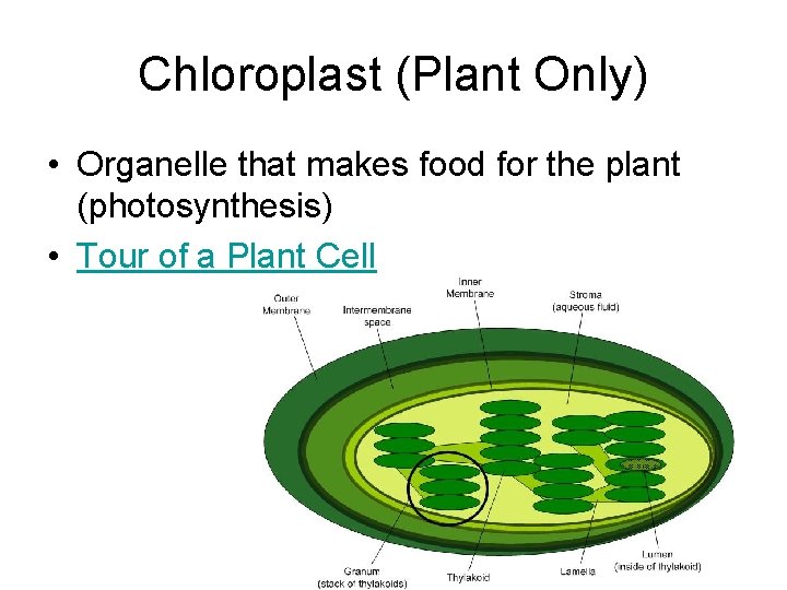 Chloroplast (Plant Only) • Organelle that makes food for the plant (photosynthesis) • Tour Chloroplast (Plant Only) • Organelle that makes food for the plant (photosynthesis) • Tour